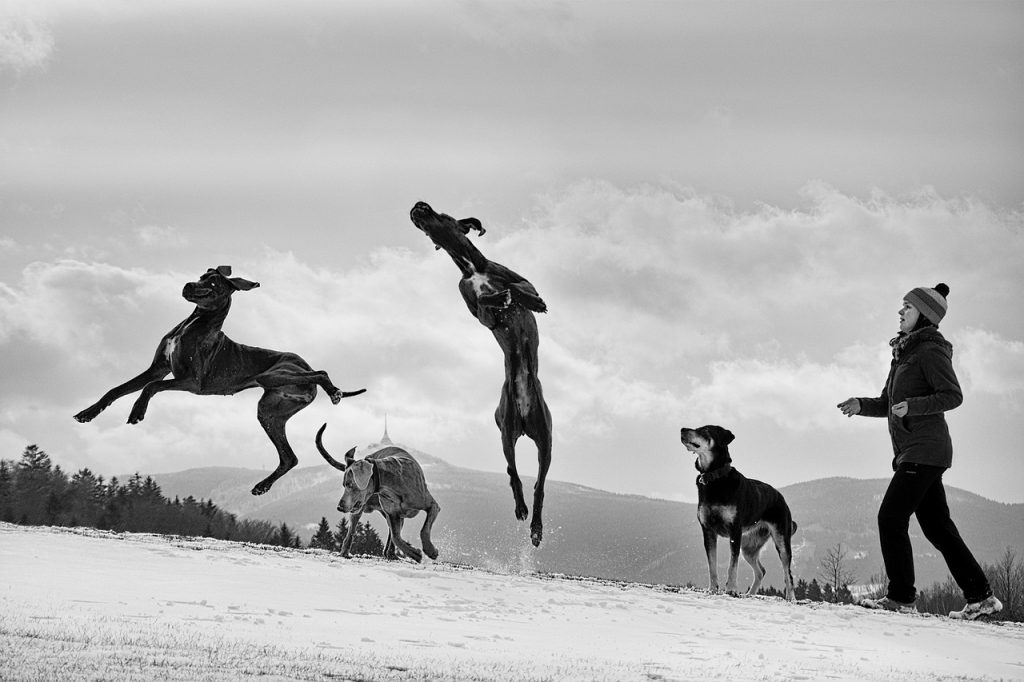 Decorative: dogs jumping and playing